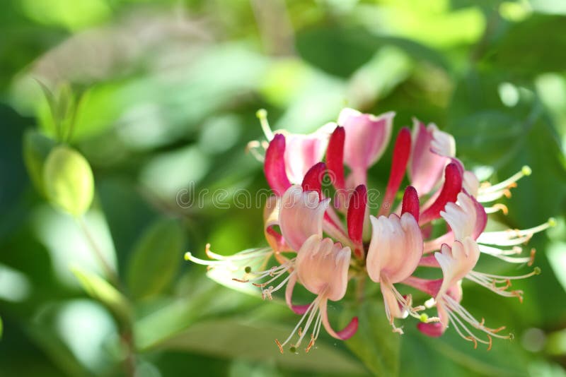 Lonicera na luz solar fotos de stock royalty free Lonicera na luz solar fotos de stock royalty free