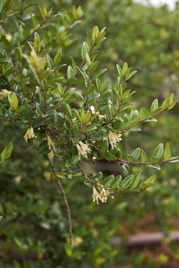 Lonicera nitida in bloom stock photo. Image of evergreen 181647720