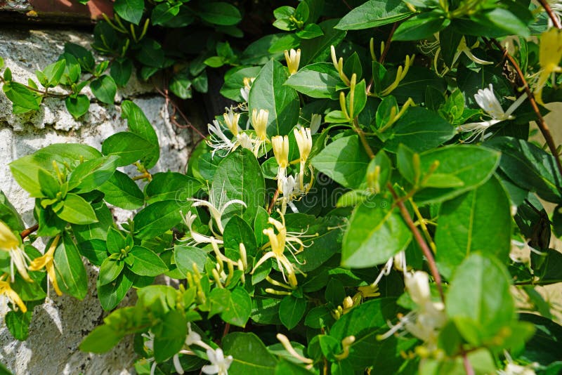 Lonicerajaponica Thunb stock foto Lonicerajaponica Thunb stock foto
