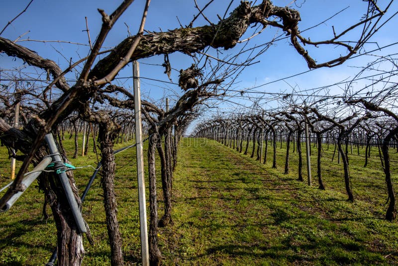 2023 03 05 Lonigo work in the fields the vineyards 1