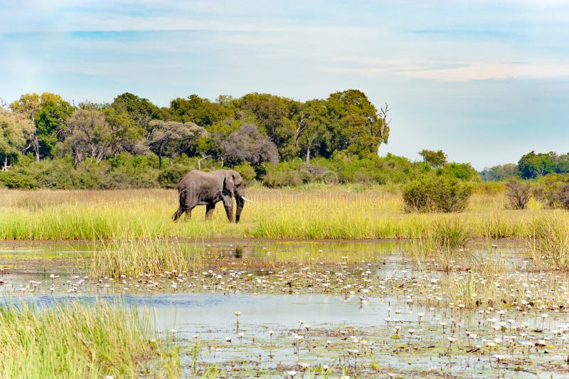 lonly-elephant-bull-walking-flooded-grass-okavango-delta-botswana-huge-elephant-walking-beautiful-flooded-204711077.jpg