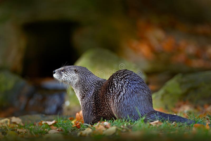 Lontra di fiume nordamericana, canadensis di Lontra, animale nell'habitat della natura, Germania dell'acqua del ritratto del dett fotografia stock Lontra di fiume nordamericana, canadensis di Lontra, animale nell'habitat della natura, Germania dell'acqua del ritratto del dett fotografia stock