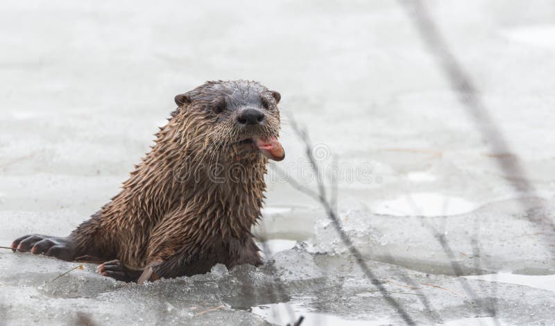 Lontra di fiume nordamericana (canadensis di Lontra) nel selvaggio, colpi su da ghiaccio del lago ontario cibo dei pesci fotografia stock Lontra di fiume nordamericana (canadensis di Lontra) nel selvaggio, colpi su da ghiaccio del lago ontario cibo dei pesci fotografia stock