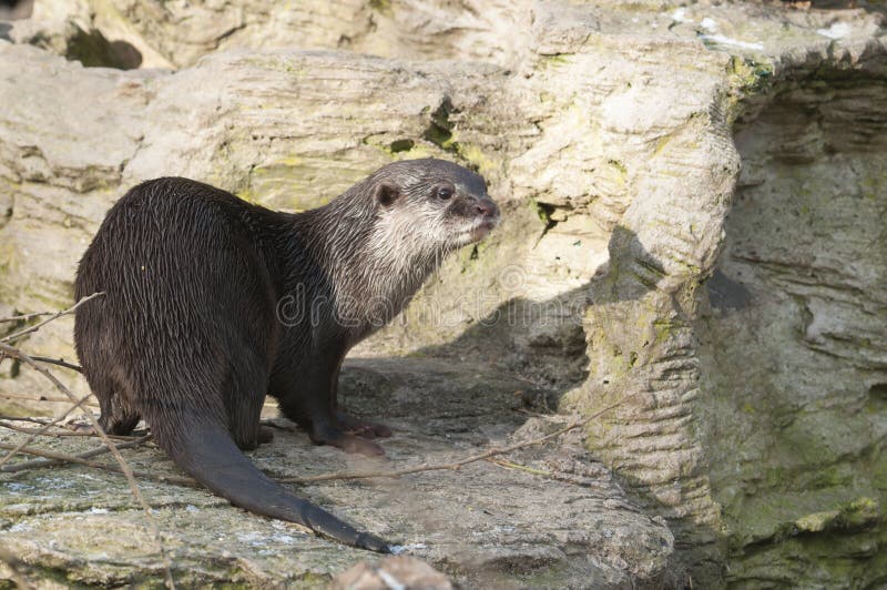 Lontra europea (lutra del Lutra) immagine stock libera da diritti Lontra europea (lutra del Lutra) immagine stock libera da diritti