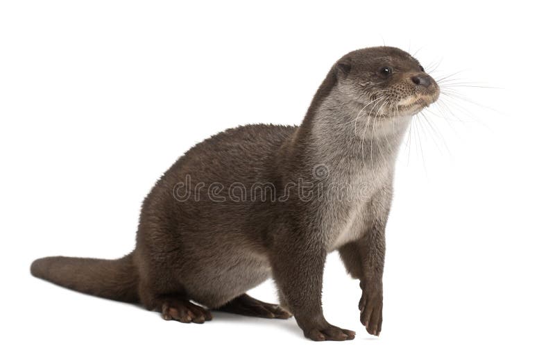 Lontra europea, lutra del Lutra, 6 anni immagini stock libere da diritti Lontra europea, lutra del Lutra, 6 anni immagini stock libere da diritti