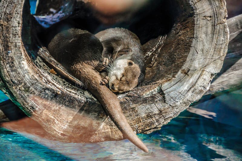 Lontra europea, lutra della lutra in Loro Parque, Tenerife, isole Canarie immagini stock libere da diritti Lontra europea, lutra della lutra in Loro Parque, Tenerife, isole Canarie immagini stock libere da diritti