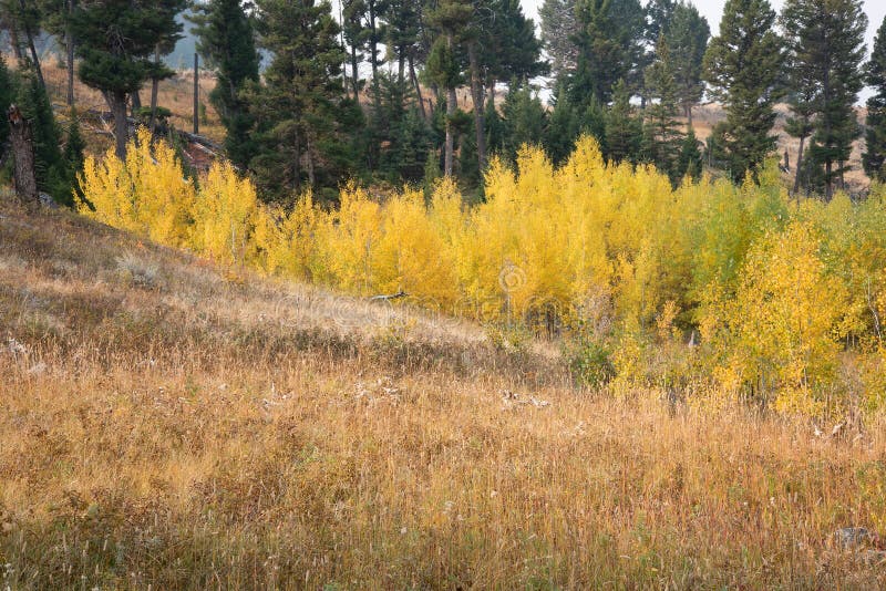 In September, autumnal color in the Yellowstone high country begins to emerge, with yellow appropriately the dominant hue. In September, autumnal color in the Yellowstone high country begins to emerge, with yellow appropriately the dominant hue