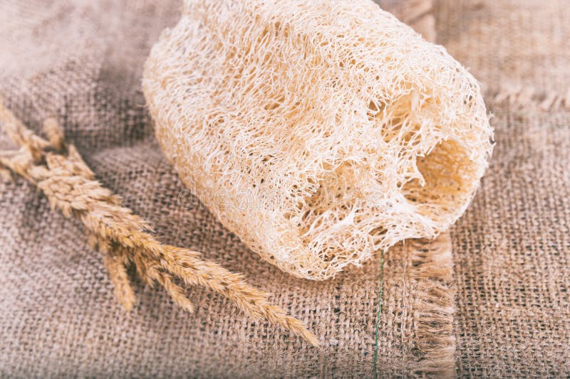 Loofah natural Body Scrub stock image. Image of vegetal 103348585