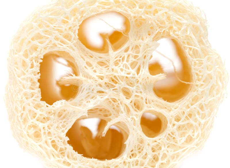 Loofah stock image. Image of cucurbitaceae, loofah, fibrous 36614023