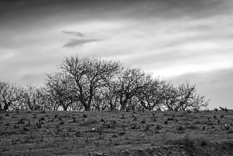 Loofbomen stock afbeeldingen