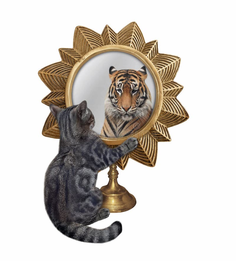 Le Chat Regarde Dans Le Miroir 2 Image Stock Image Du Sauvage Blanc Le Chat Regarde Dans Le Miroir 2 Image Stock Image Du Sauvage Blanc