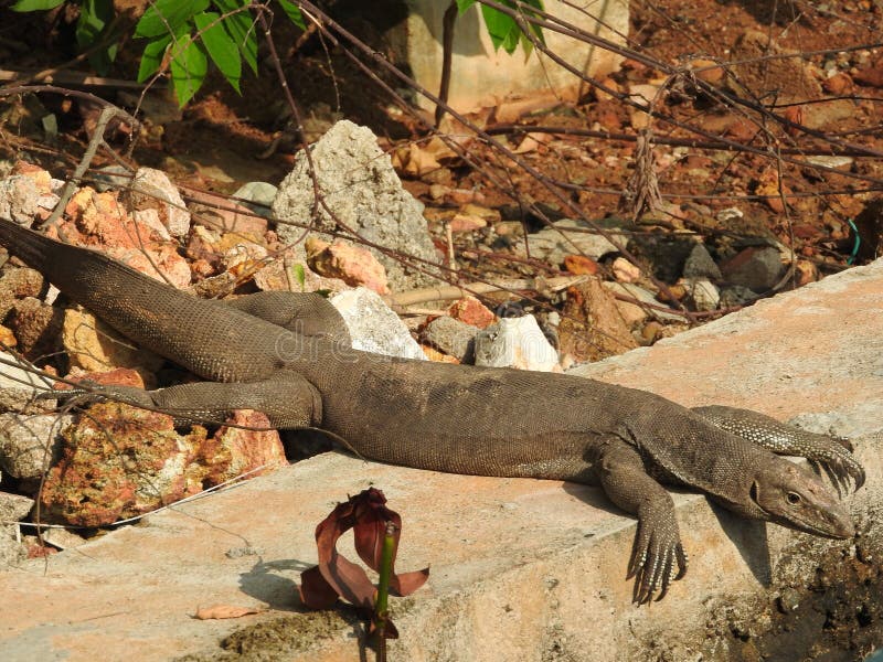 The Look of the Iguana, Approximately, Sri Lanka Natural Habitat Stock Photo - Image of asia, lizard: 145683210 The Look of the Iguana, Approximately, Sri Lanka Natural Habitat Stock Photo - Image of asia, lizard: 145683210