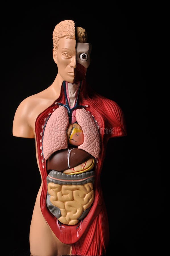 Anatomy Illustrations 1800s Anatomy art, Medical drawings, Anatomy drawing