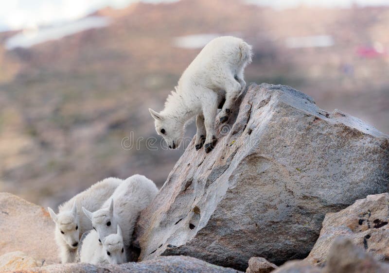 Look out below! Here I come! royalty free stock image Look out below! Here I come! royalty free stock image