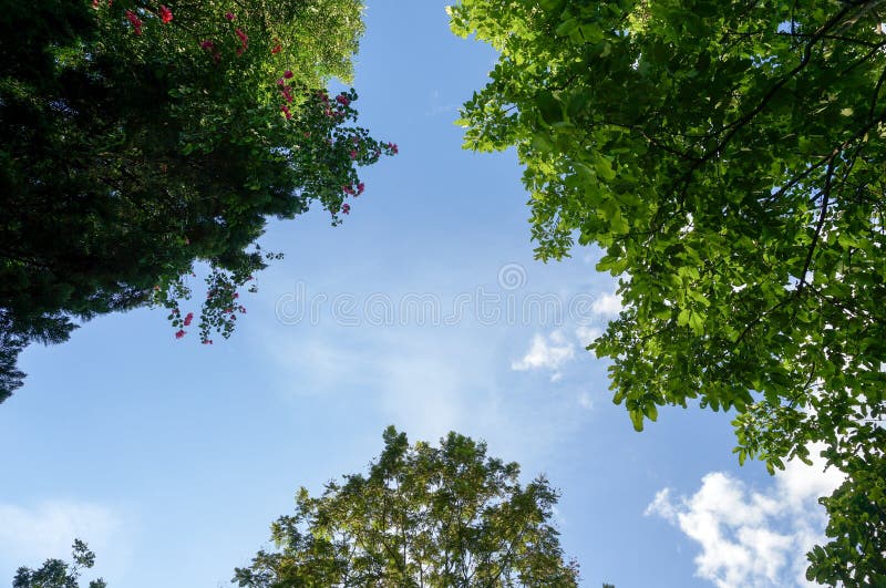 Look up to the sky and trees