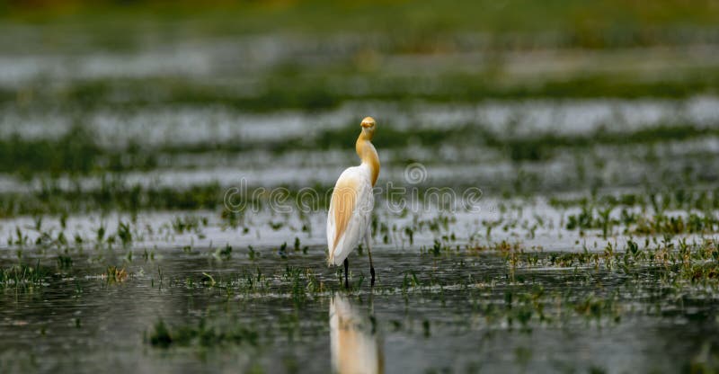 Lookback: Garceta de ganado/Bubulcus Ibis en la crianza del plumaje fotos de archivo Lookback: Garceta de ganado/Bubulcus Ibis en la crianza del plumaje fotos de archivo