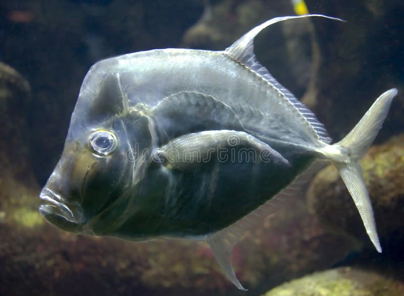 Lookdown fish 1 royalty free stock photos