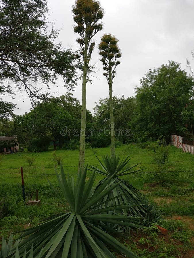 Looking this amazing plant royalty free stock photo