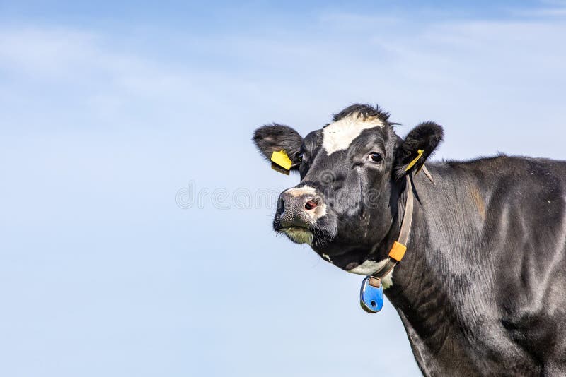Looking around the corner, close up of a head of a pretty cow with yellow ear tags, looking friendly with her chin raised high