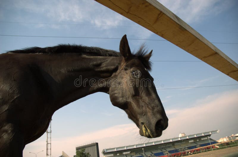 Looking black horse