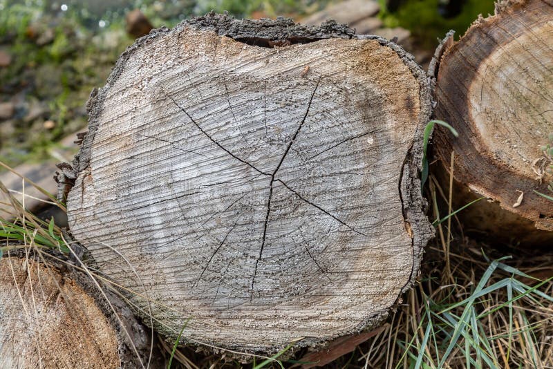A Cut Tree Trunk stock photo. Image of blurry, tree 126572060