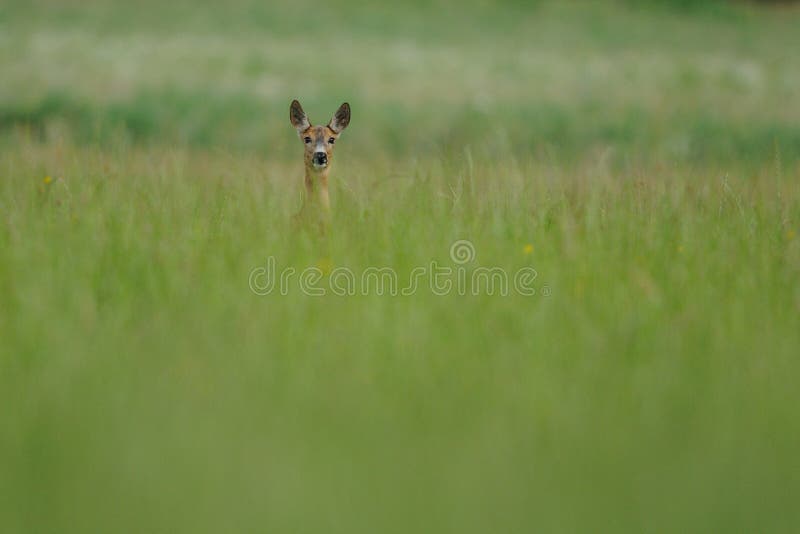 Looking Deer stock image Looking Deer stock image