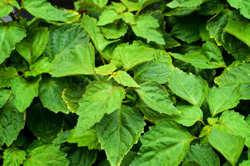 Looking down on large patchouli plant