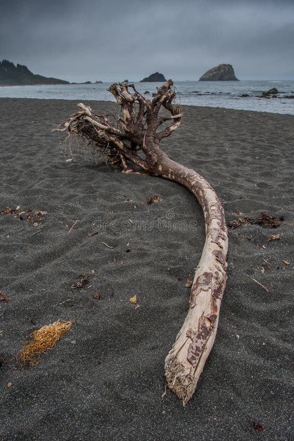 Driftwood Roots at the Park Stock Image Image of close, park 60277259
