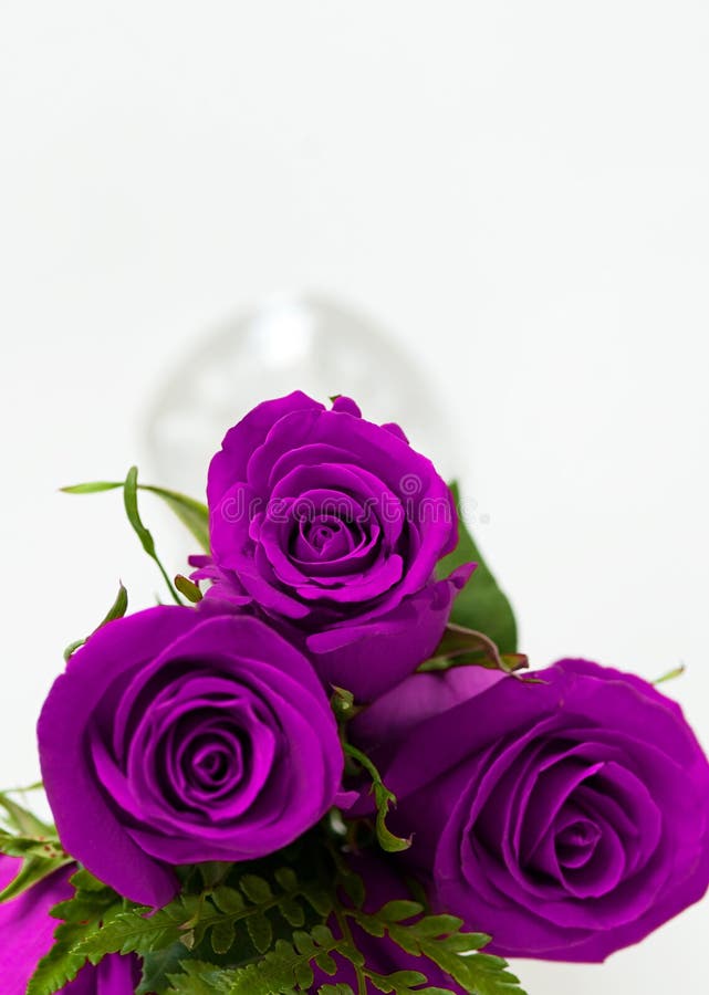 natural purple rose