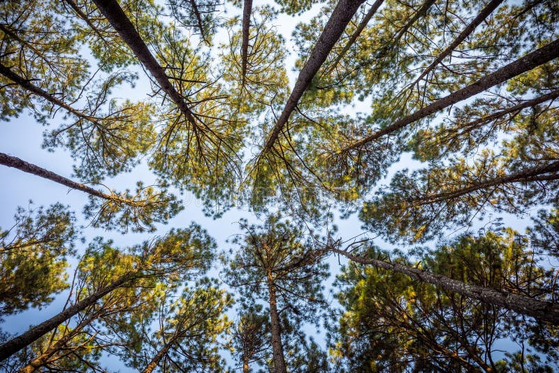 Looking from ground to top of pine trees stock photography