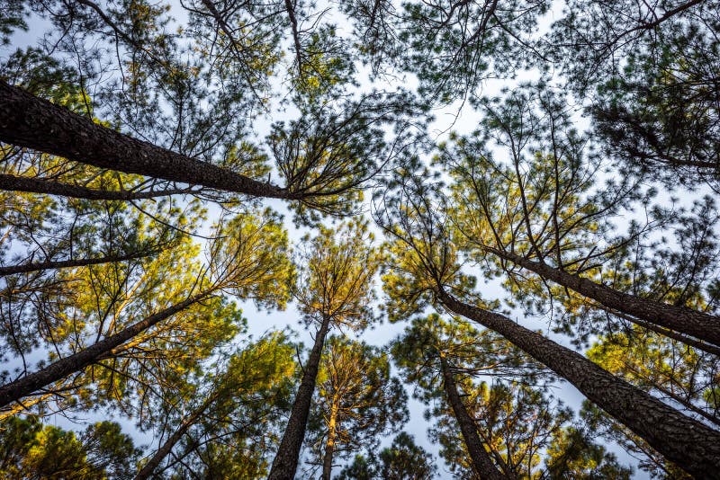 Looking from ground to top of pine trees stock image