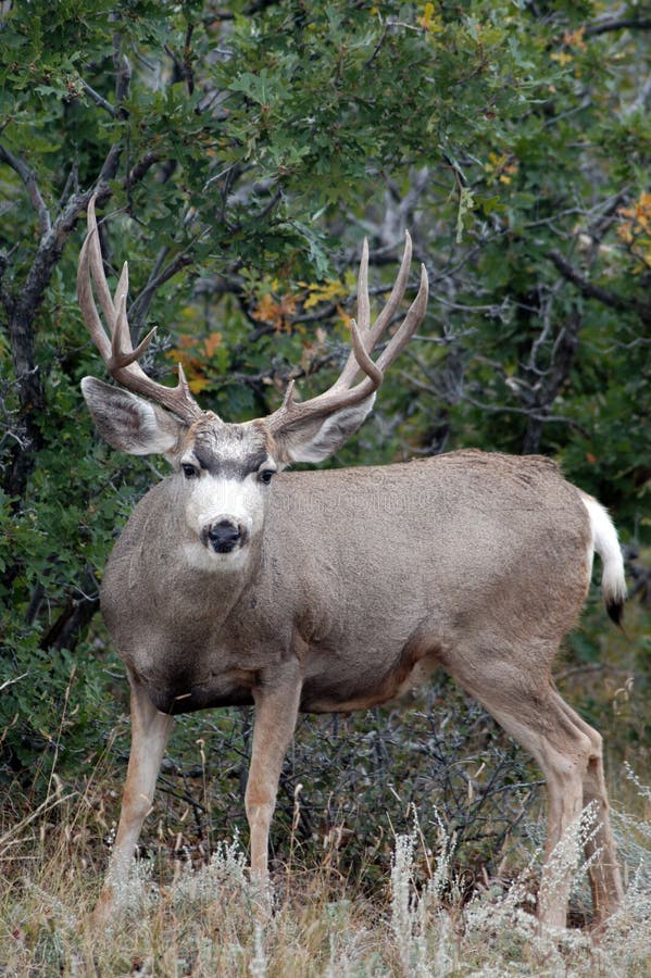 Looking at Me royalty free stock photo