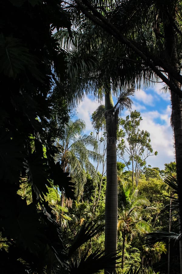 Looking out of a dark mysterious tropical forest into the sunshine in a clearing and a beautiful blue sky with white clouds stock photo Looking out of a dark mysterious tropical forest into the sunshine in a clearing and a beautiful blue sky with white clouds stock photo