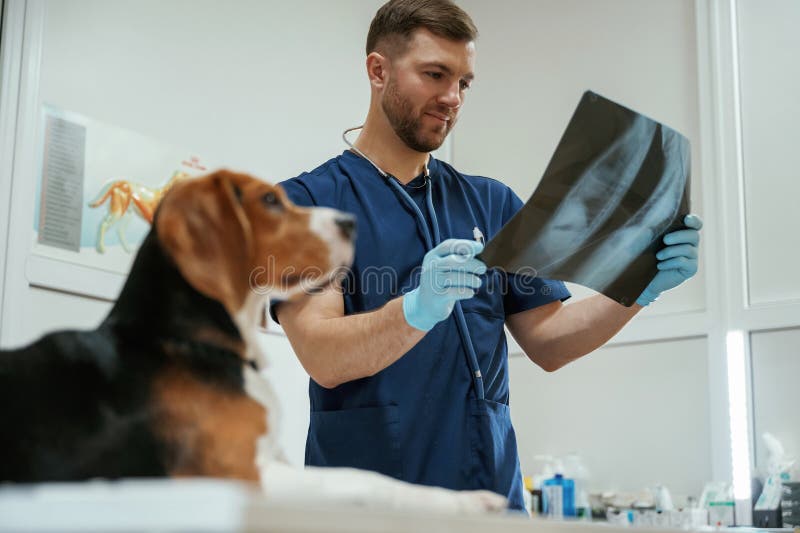 Looking at x-ray. Male veterinarian is working with beagle dog in the clinic stock image