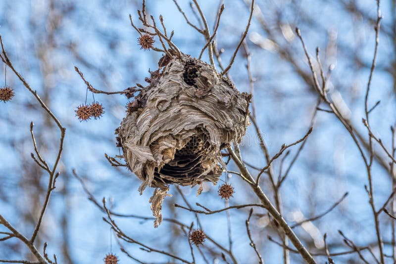 1,336 Beehive Tree Branch Stock Photos - Free & Royalty-Free Stock