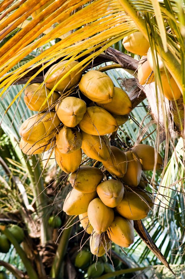 Date-palm stock photo. Image of cretan, arabic, africa - 260444