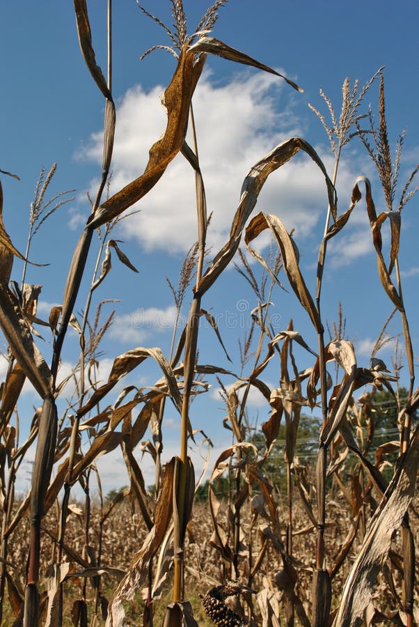 Corn Stalks Field Stock Images Download 2,708 Royalty Free Photos