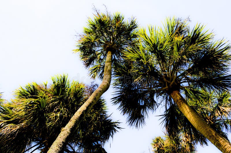 Looking up at the glowing palm trees royalty free stock photo