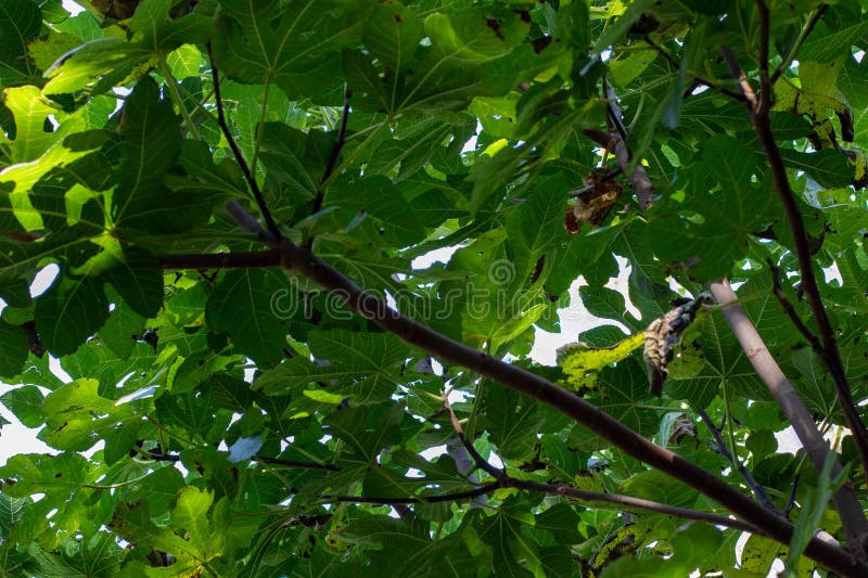 Under the canopy stock image. Image of setting, blocking 274422241
