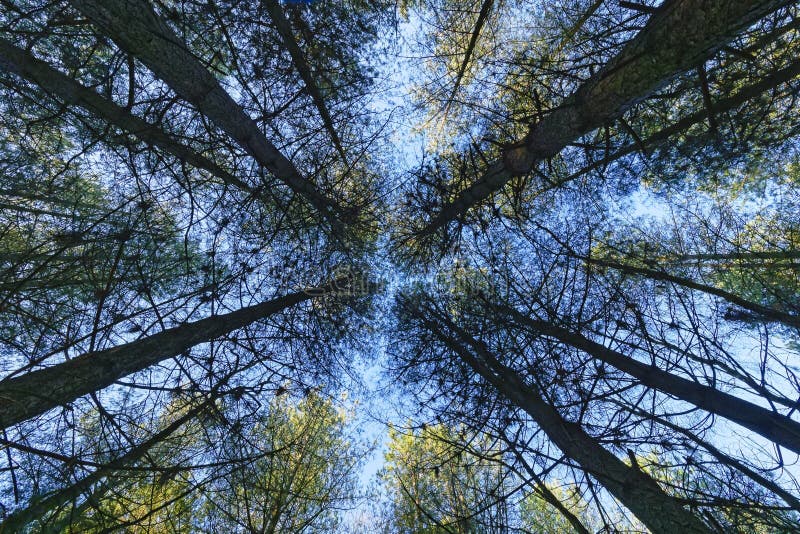 Looking up a group of tall fir trees to the winter sky