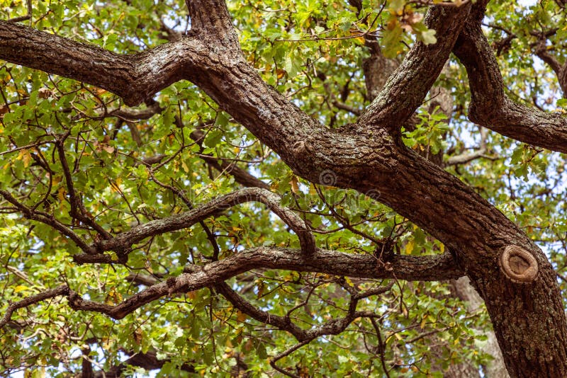 Looking up into an old tree with twisted branches stock photography Looking up into an old tree with twisted branches stock photography