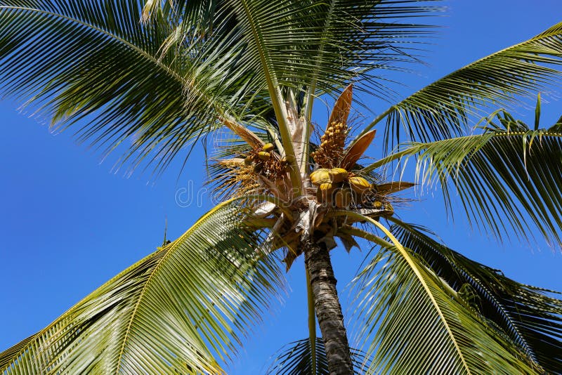 Looking Up at Palm Tree with Coconuts Stock Image - Image of sunlight ...