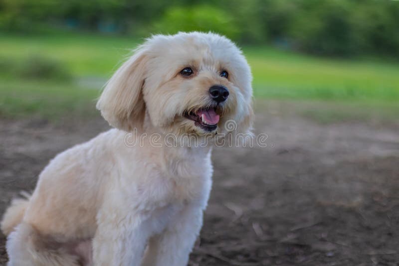 elleve antyder orm Looking Up Puppy Dog, Poodle Terrier Walking on Park, Cute White Poodle  Terrier, Relax Pet, Poodle Terrier Mix, Poodle Sit Down Stock Image - Image  of outdoor, brown: 158642117