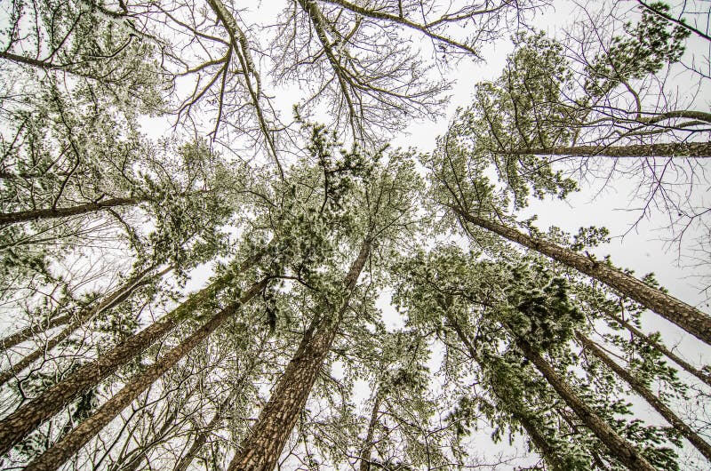 Looking up at snow covered trees stock image Looking up at snow covered trees stock image