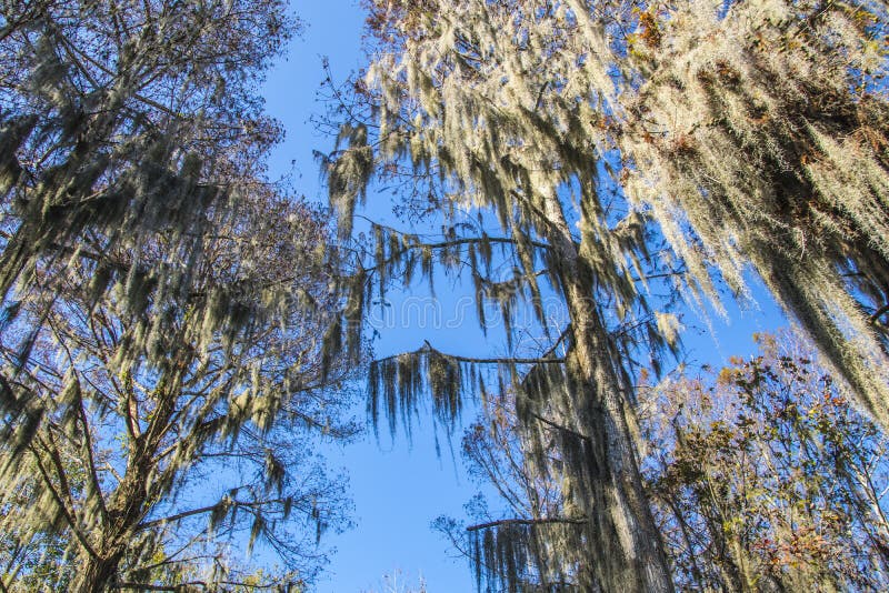 Looking Up at Spanish Moss Trees Stock Photo Image of season, spring