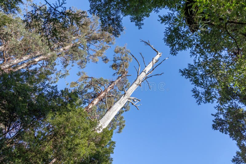 Looking up to the sky in a eucalyptus temperate rainforest, Yarra Valley National Park. Victoria, Australia. Blue sky background