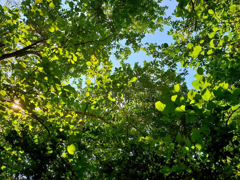 558,477 Natural Sunshine Stock Photos - Free & Royalty-Free Stock Photos from Dreamstime 558,477 Natural Sunshine Stock Photos - Free & Royalty-Free Stock Photos from Dreamstime