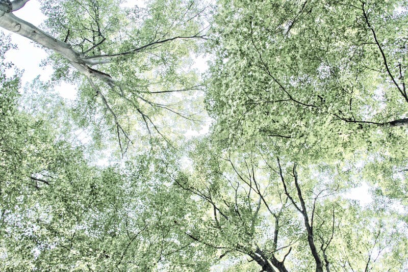 Trees and Sky stock photography
