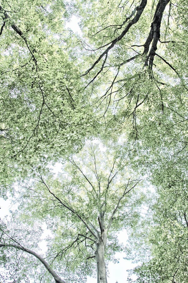 Trees and Sky royalty free stock photo