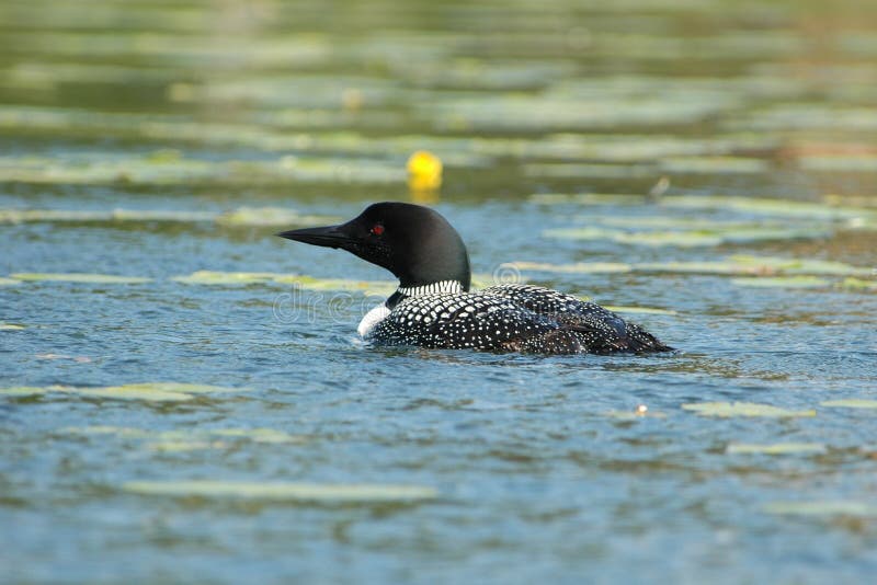 Common loon on the surface of a Minnesota lake. Common loon on the surface of a Minnesota lake